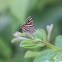 Common Silverline
