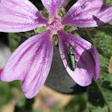 spanish fly; cantárida