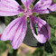 spanish fly; cantárida