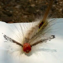 White-marked Tussock Moth caterpillar