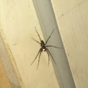 Fishing spider
