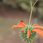 uncertain insect