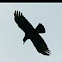 Crow
