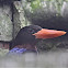 Javan Kingfisher