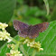 Riodinid butterfly