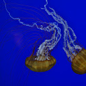 Pacific sea nettle