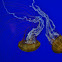Pacific sea nettle