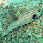 Striped Puffer