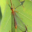 Blue Eyes Lacewing