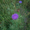 Spear Thistle