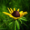 Black-eyed Susan