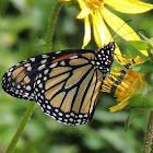 Monarch butterfly