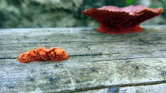 Spotting Image 1