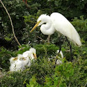 Snowy Egret