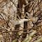 Mantid shed