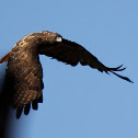 Red Tailed Hawk