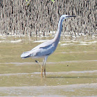 White-faced Heron
