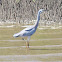 White-faced Heron