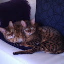 Savannah Cat