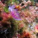 Flabellina Affinis