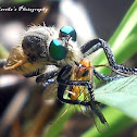 Robber fly