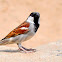 Male House Sparrow