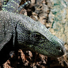 Salvadori's monitor, Crocodile monitor, Papua(n) monitor or Artellia