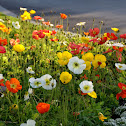 Iceland poppy