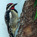 Yellow-bellied Sapsucker