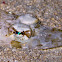 Crocodile Flathead