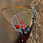Dusky Blue Hairstreak Butterfly