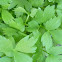 Lovage