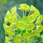 Wood spurge and fly