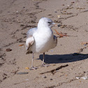 seagull