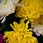 Crysanthemum