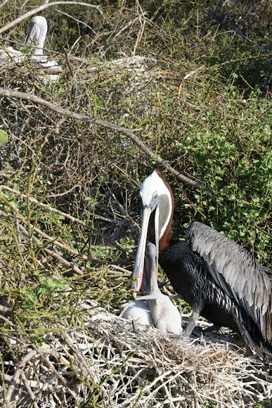 Spotting Image 1