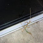 Walking stick
