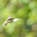 Ruby-Throated Hummingbird (juvenile male?)