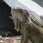 Green Iguana