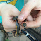 ring neck snakes