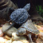 Alligator snapping turtle (juvenile) and common musk turtle