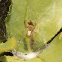 Geometric Button Spider