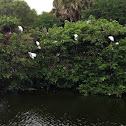 Snowy Egret