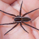 Six-spotted Fishing Spider