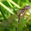 Scarce Emerald Damselfly