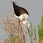 Black-winged Stilt