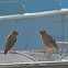 Bank Myna