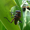 Lubber Grasshopper Nymph
