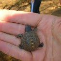 Eastern Box Turtle (juvenile)