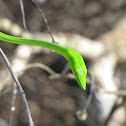 vine snake
